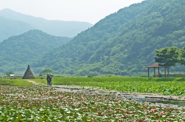 상리 연꽃공원